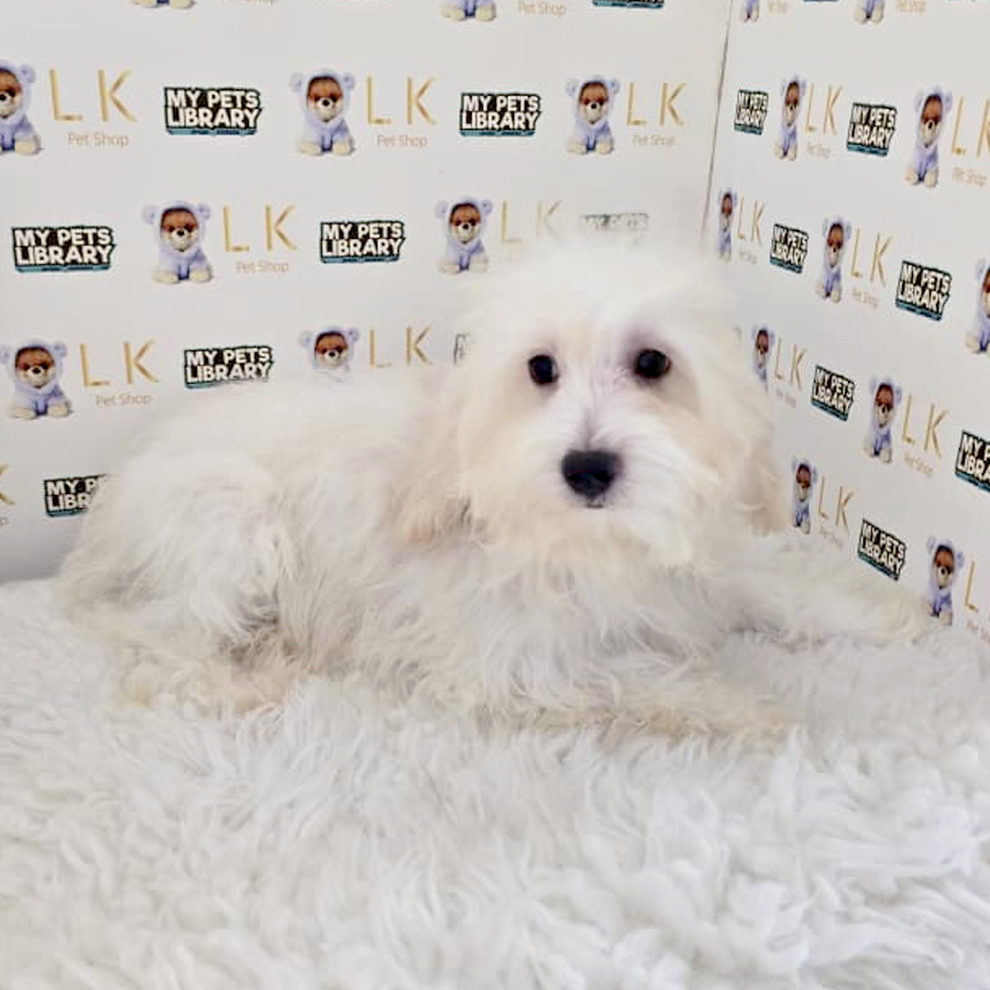Maltipoo Puppy