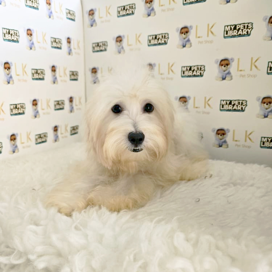 Maltipoo Puppy