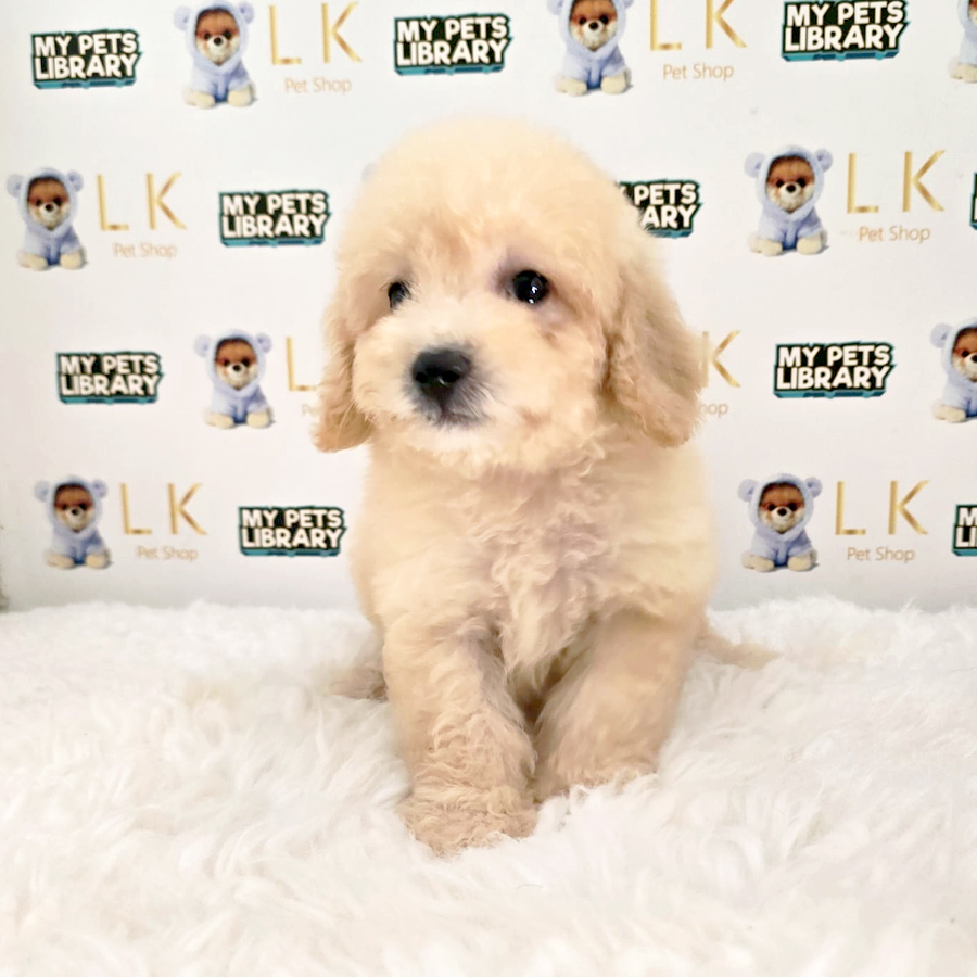 Maltipoo Puppy