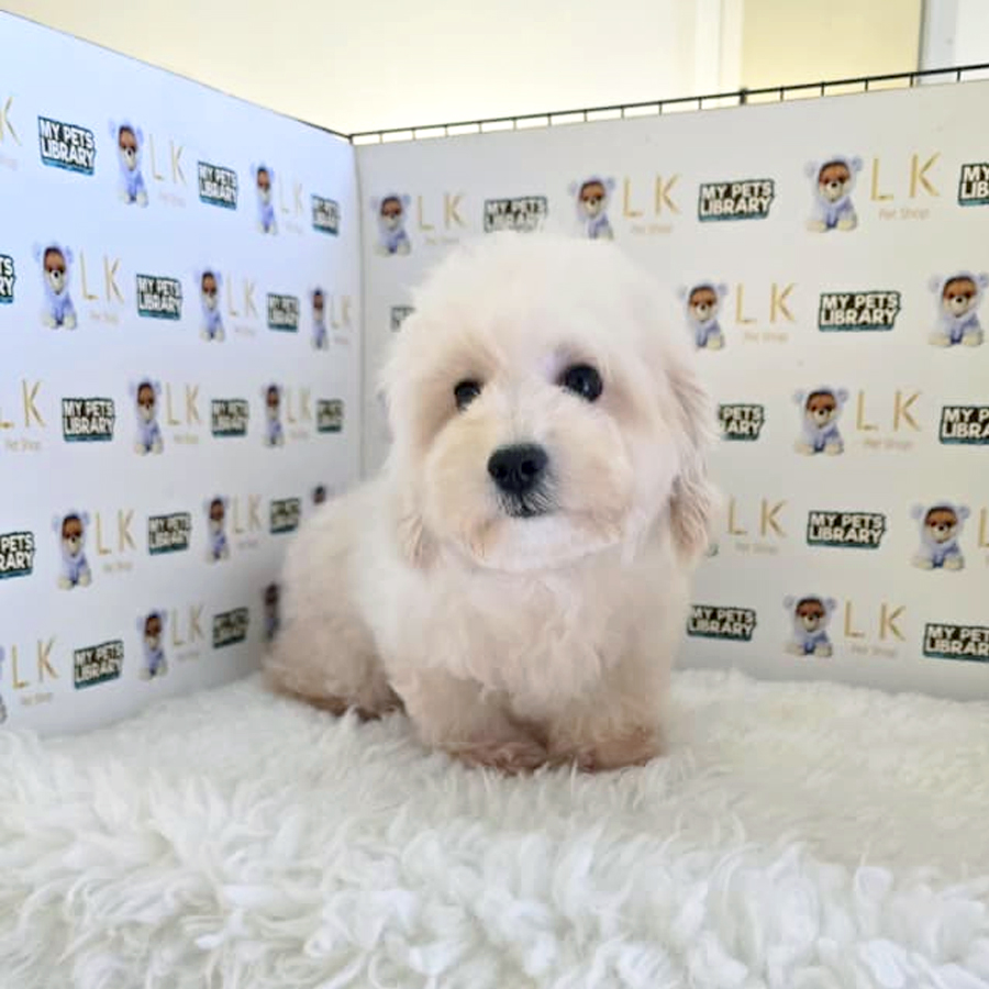 Tiny Maltipoo Puppy