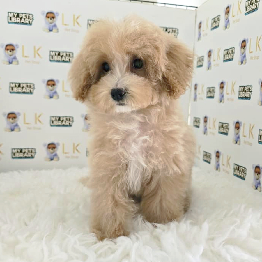 Cavapoo Puppy