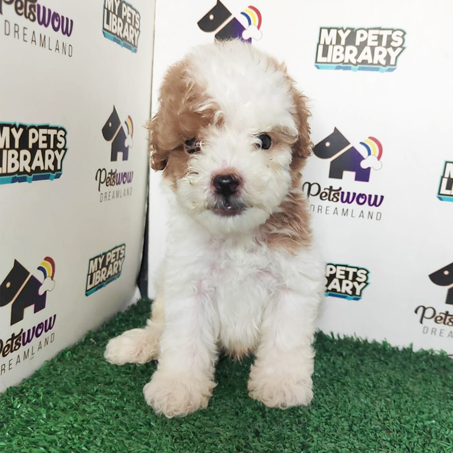 Toy Poodle Puppy