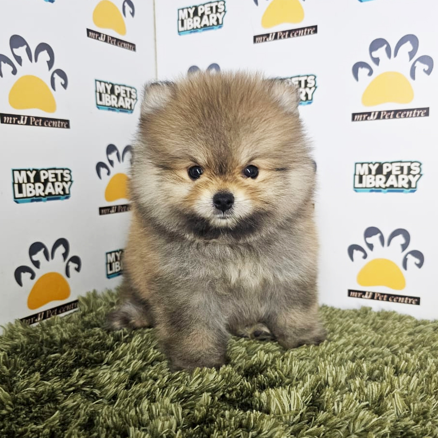 Tiny Pomeranian Puppy