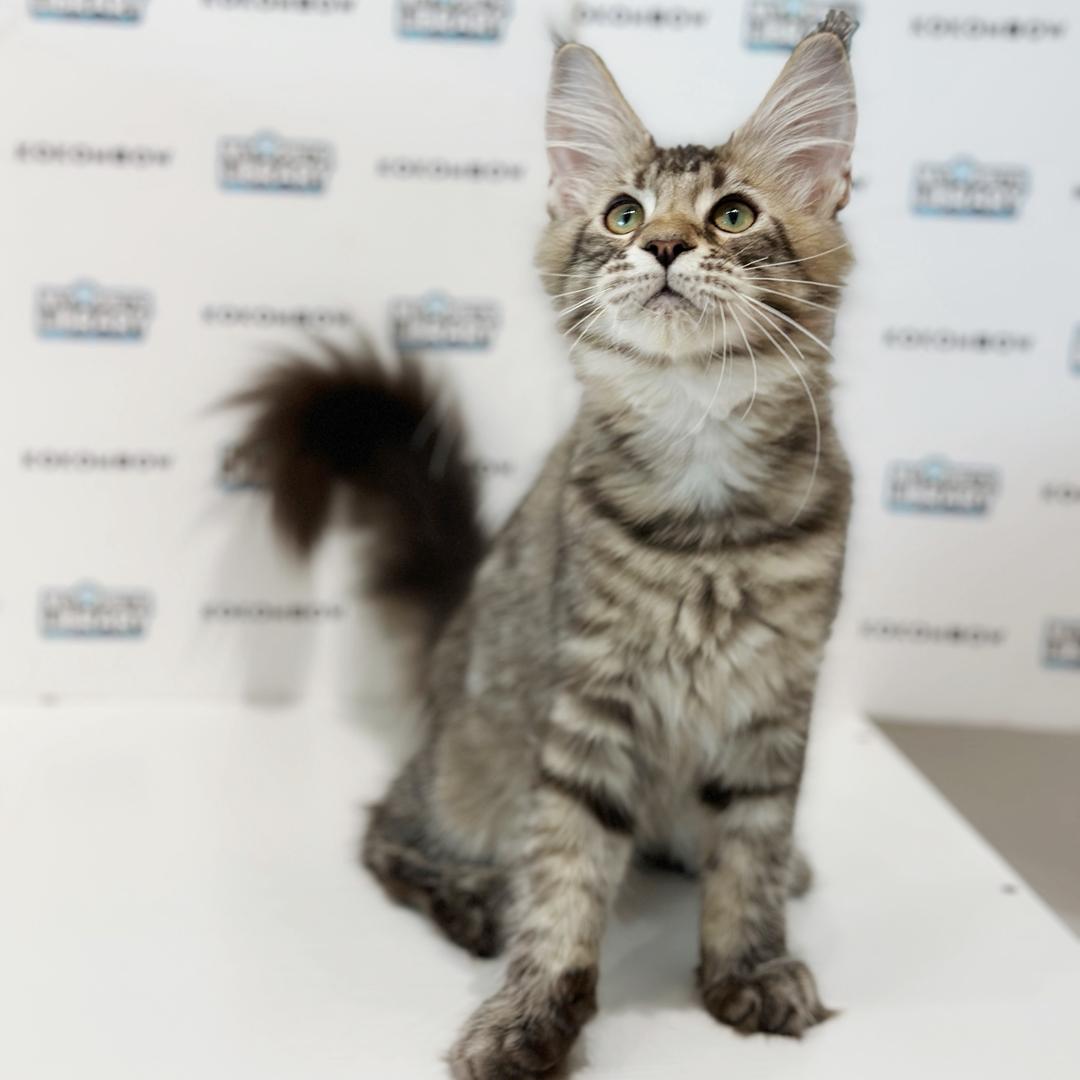 Maine Coon Kitten