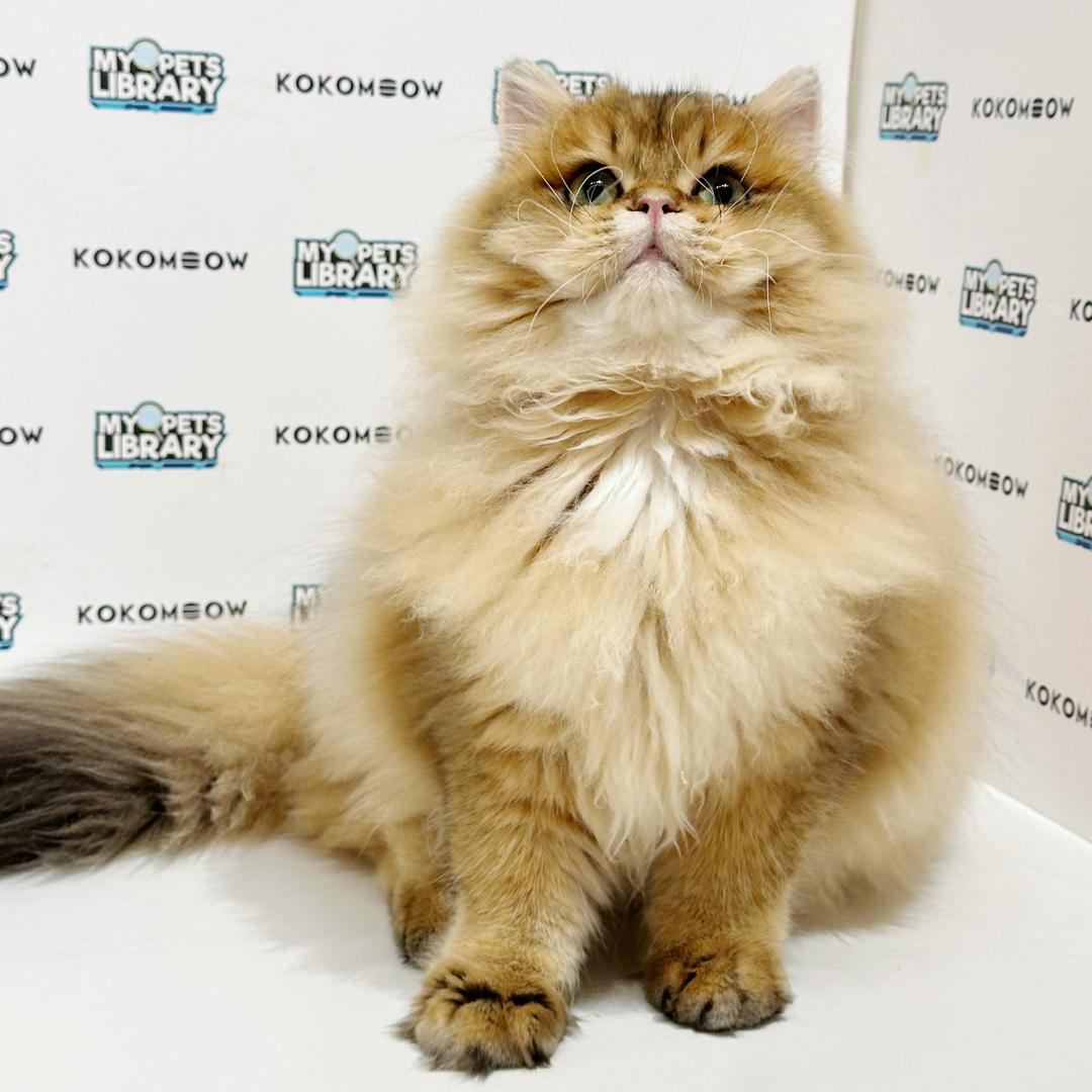 British Longhair Kitten
