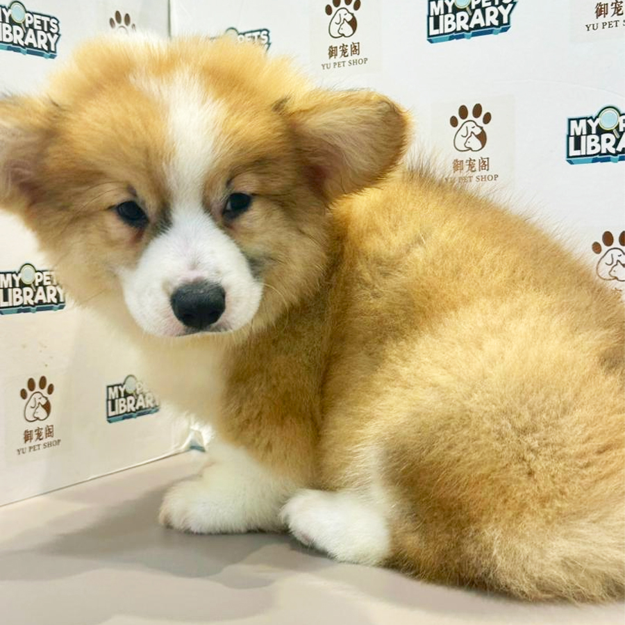 Welsh Corgi Puppy