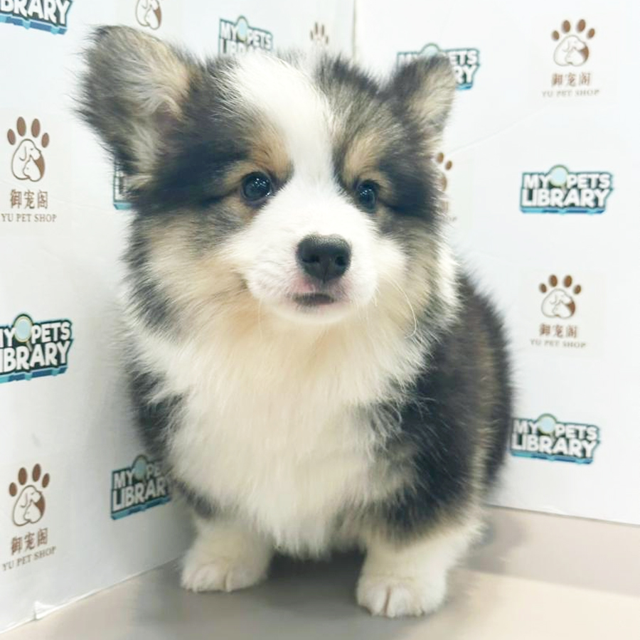 Welsh Corgi Puppy
