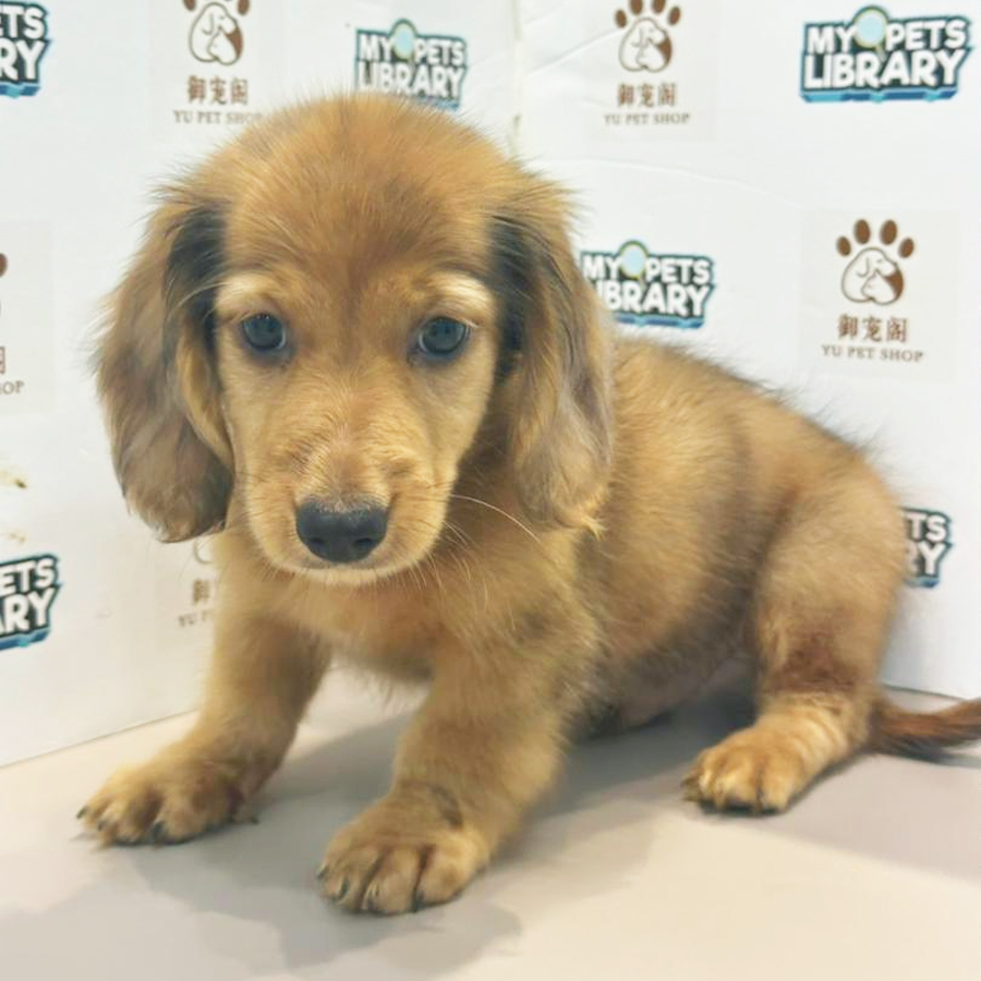 Dachshund Puppy