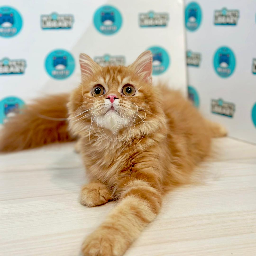 Scottish Persian Kitten