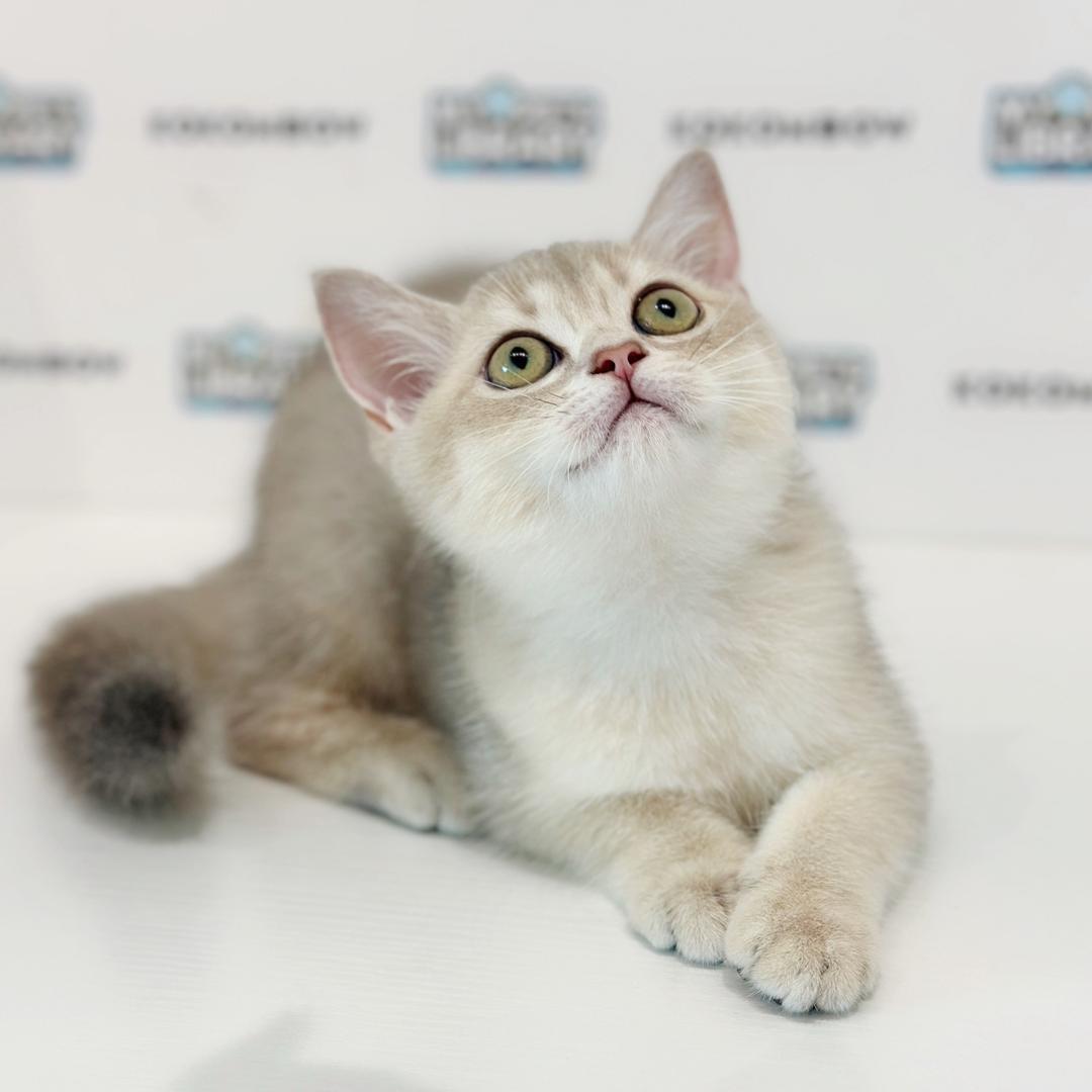British Shorthair Kitten