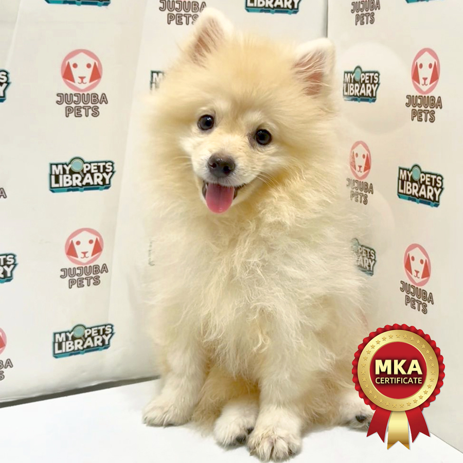 MKA Pomeranian Puppy