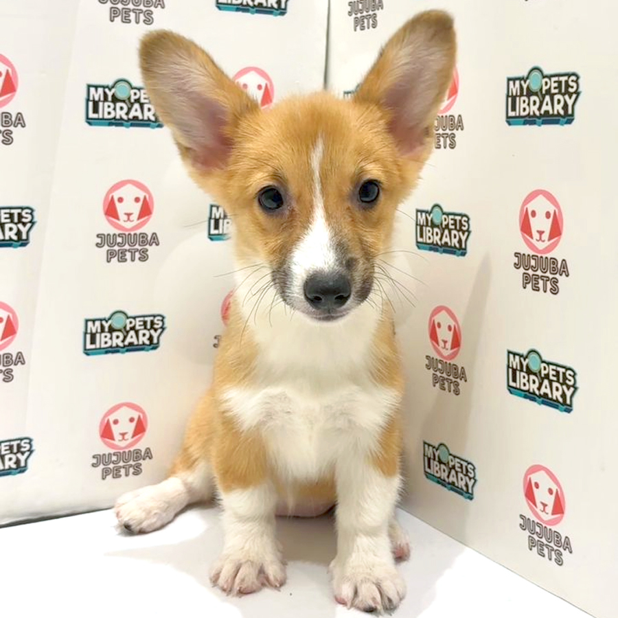 Welsh Corgi Puppy