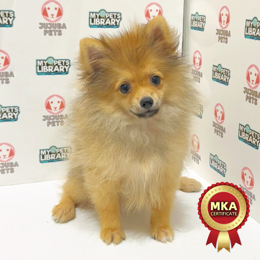 MKA Pomeranian Puppy