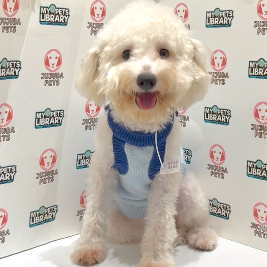 Toy Poodle Puppy