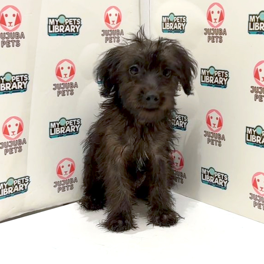 Cockapoo Puppy