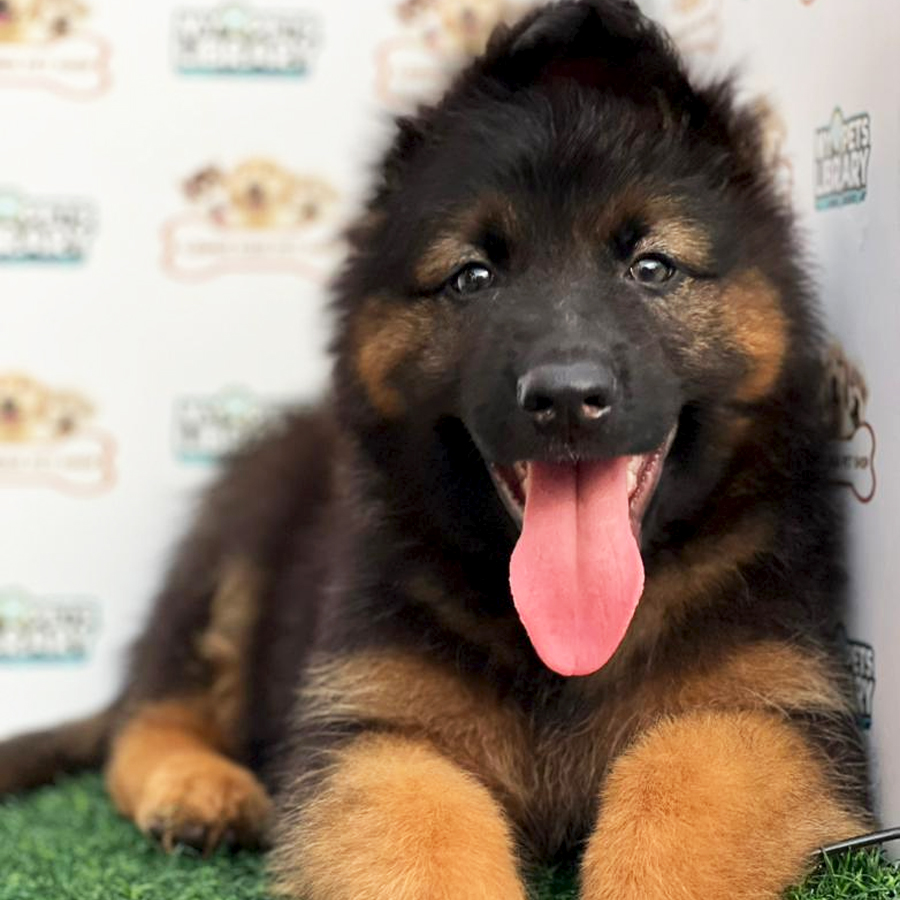 German Shepherd Puppy