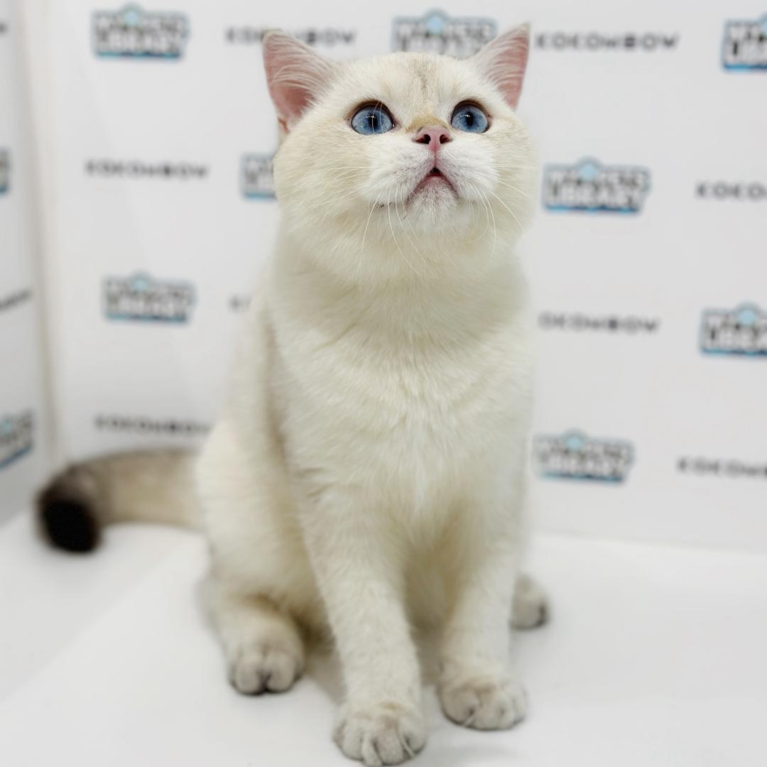 British Shorthair Kitten