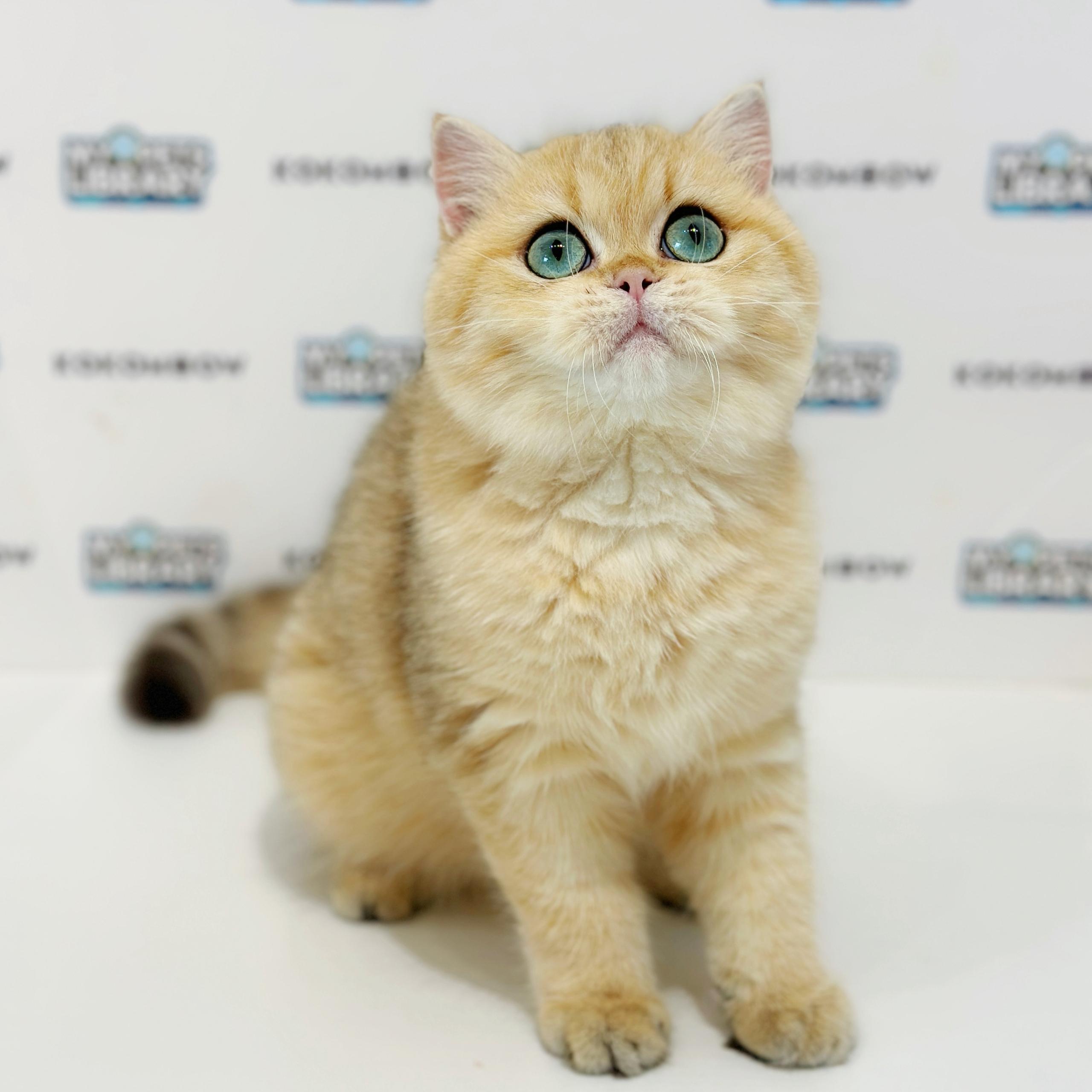 British Shorthair Kitten