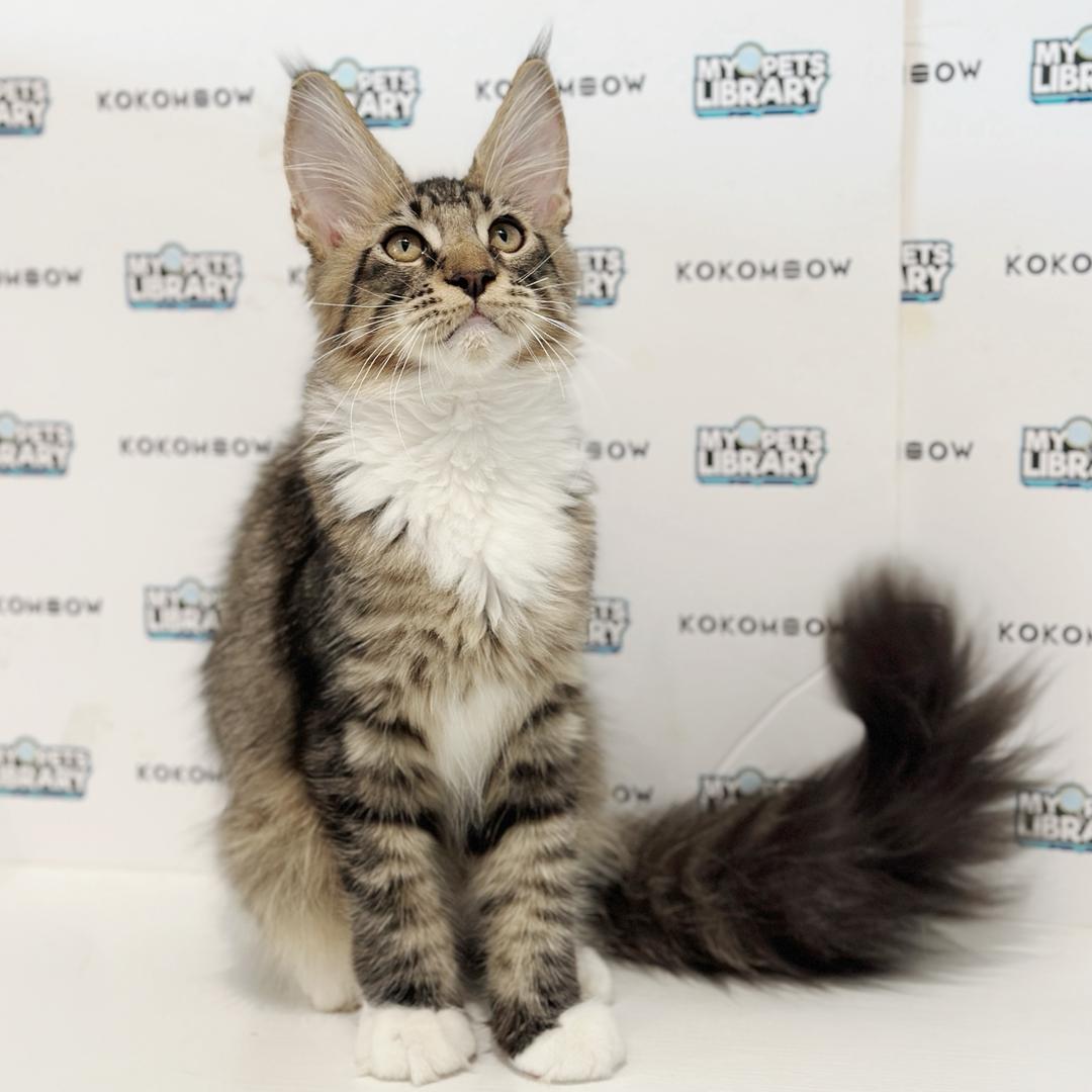 Maine Coon Kitten
