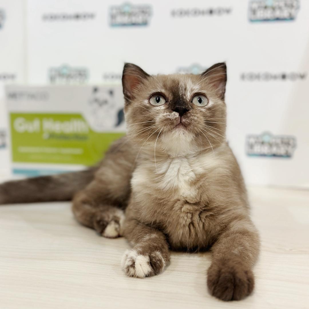 Scottishfold Kitten