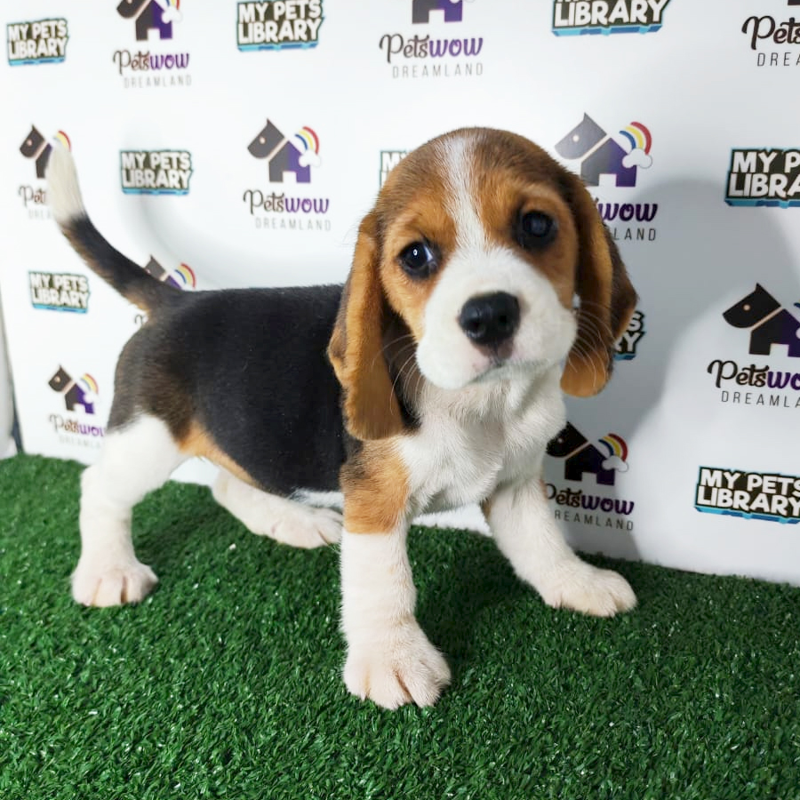 Beagle Puppy