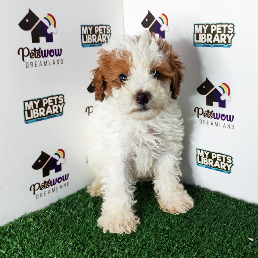 Toy Poodle Puppy