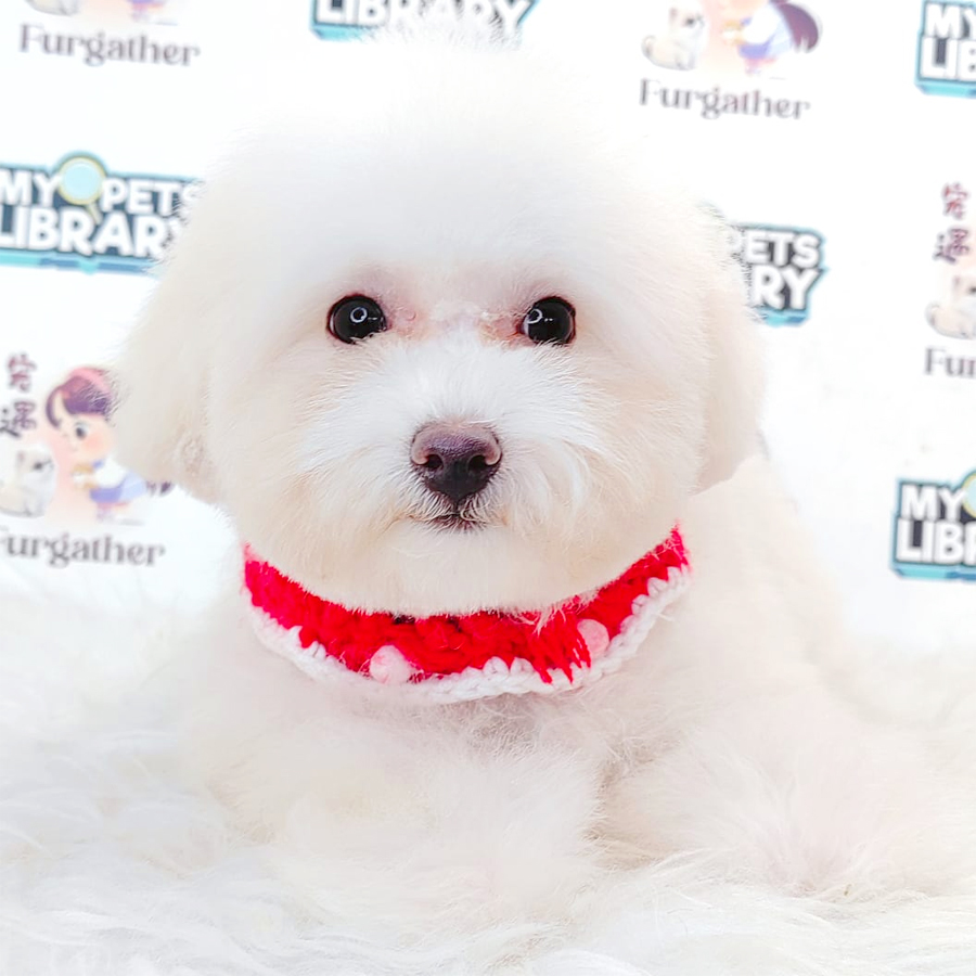Toy Poodle Puppy