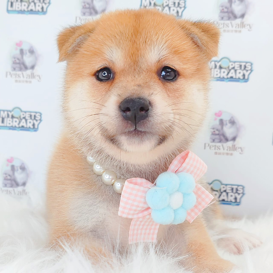 Shiba Inu Puppy