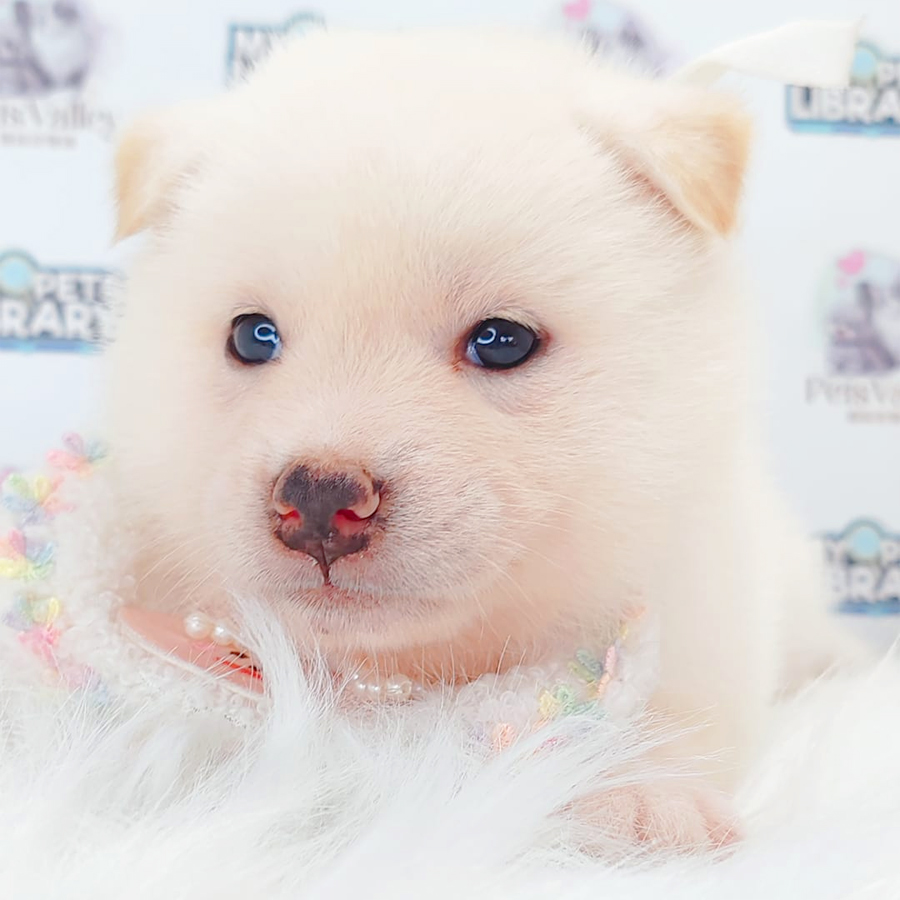 Shiba Inu Puppy