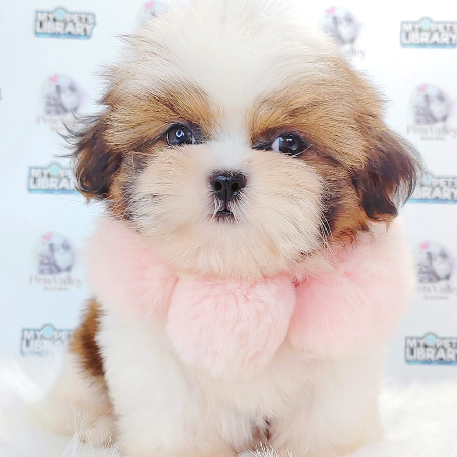 Shih Tzu Puppy