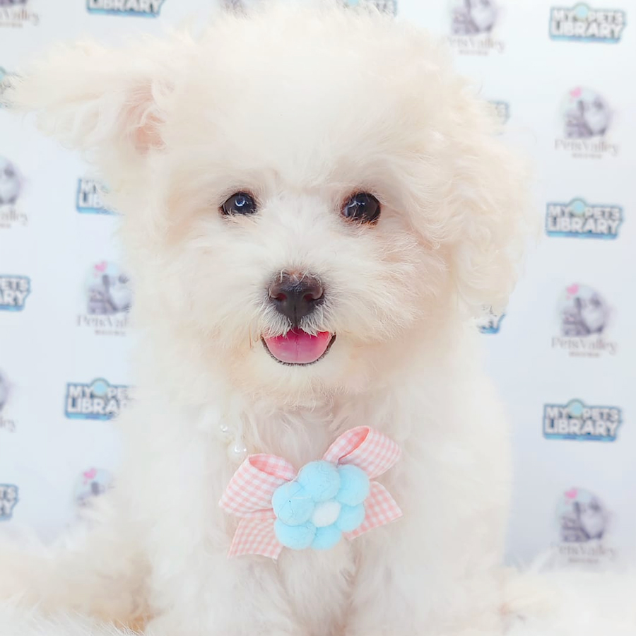 Poochon Puppy