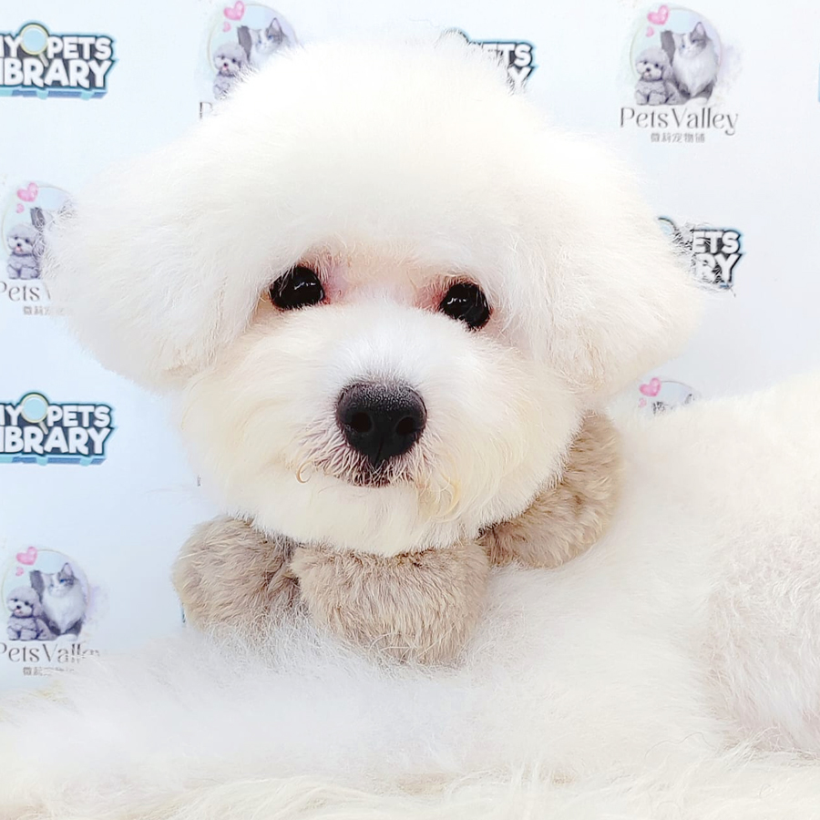 Bichon Frise Puppy