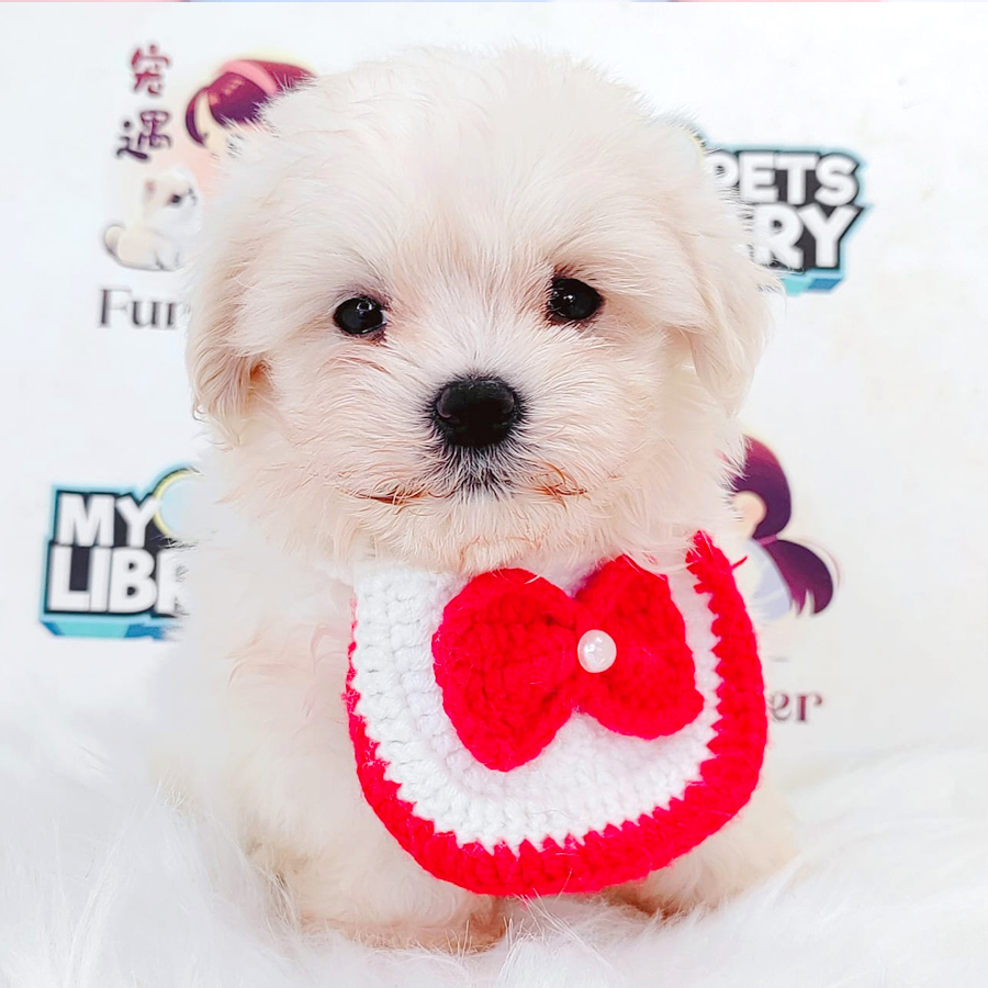 Maltese Puppy
