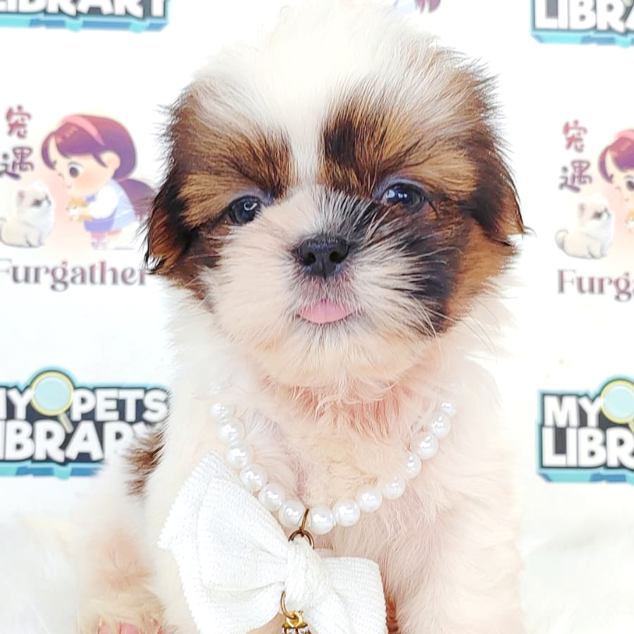 Shih Tzu Puppy