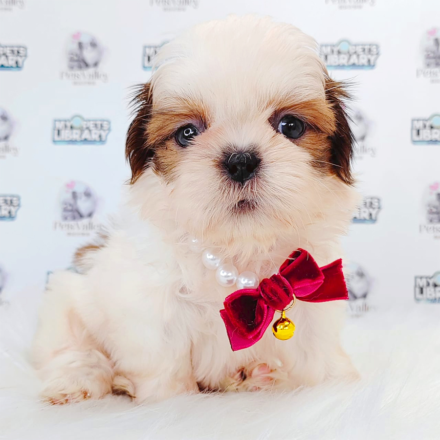 Shih Tzu Puppy