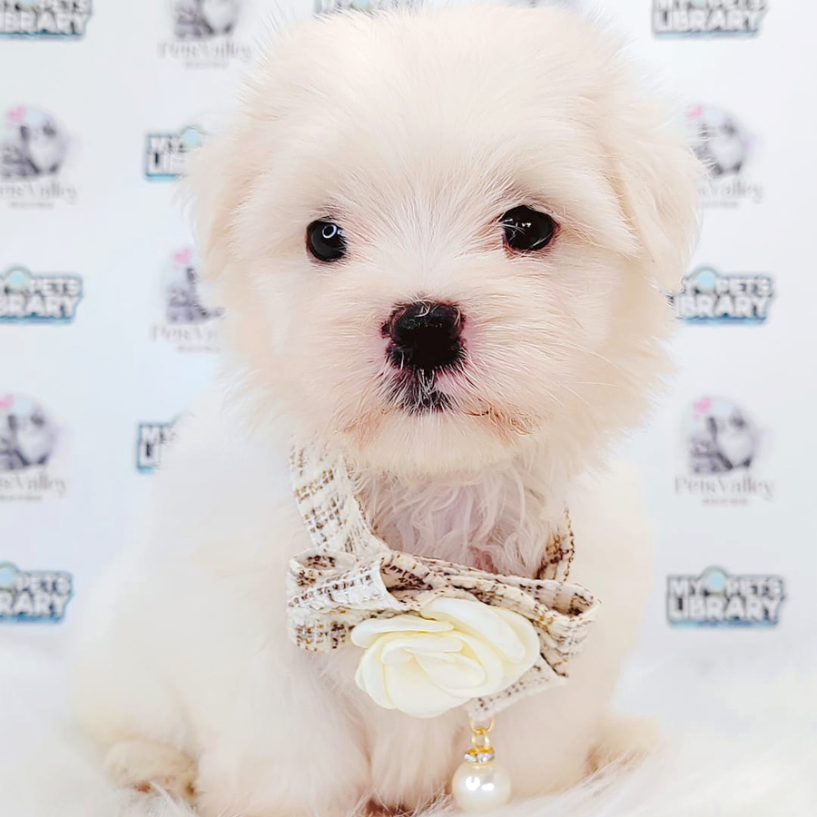 Maltese Puppy