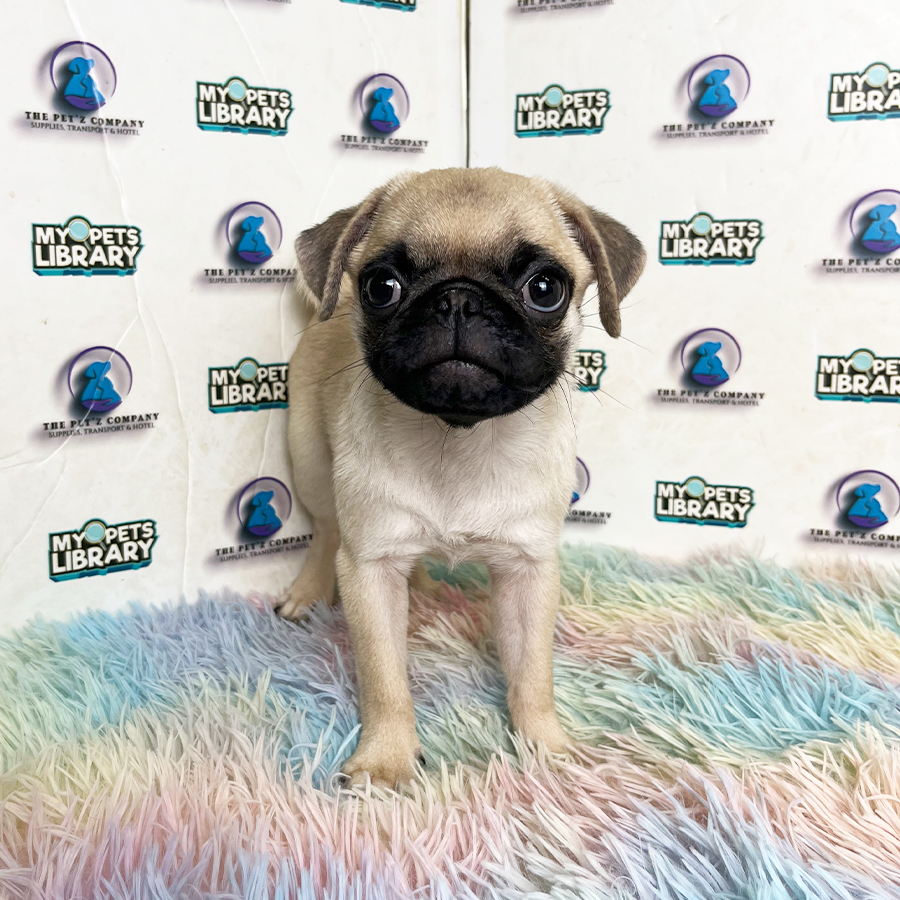 Pug Puppy