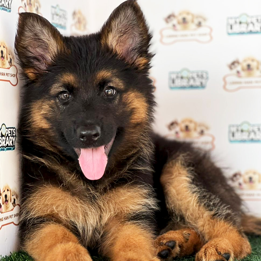 German Shepherd Puppy
