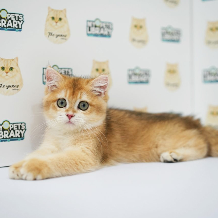 British Shorthair Kitten