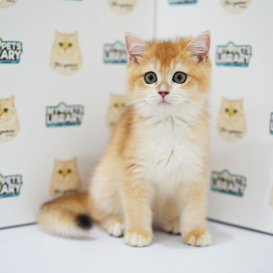 British Shorthair Kitten