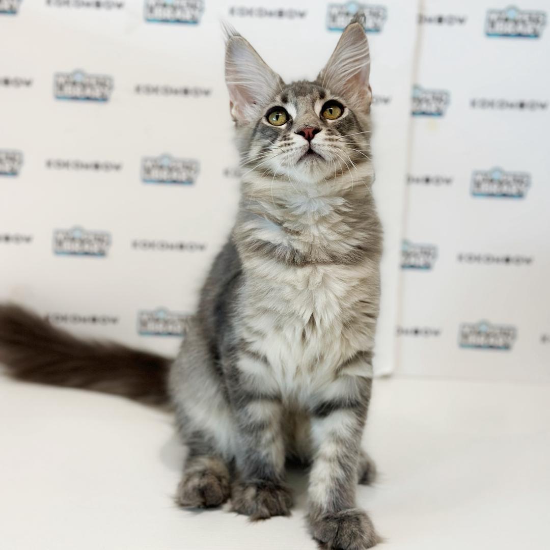 Maine Coon Kitten