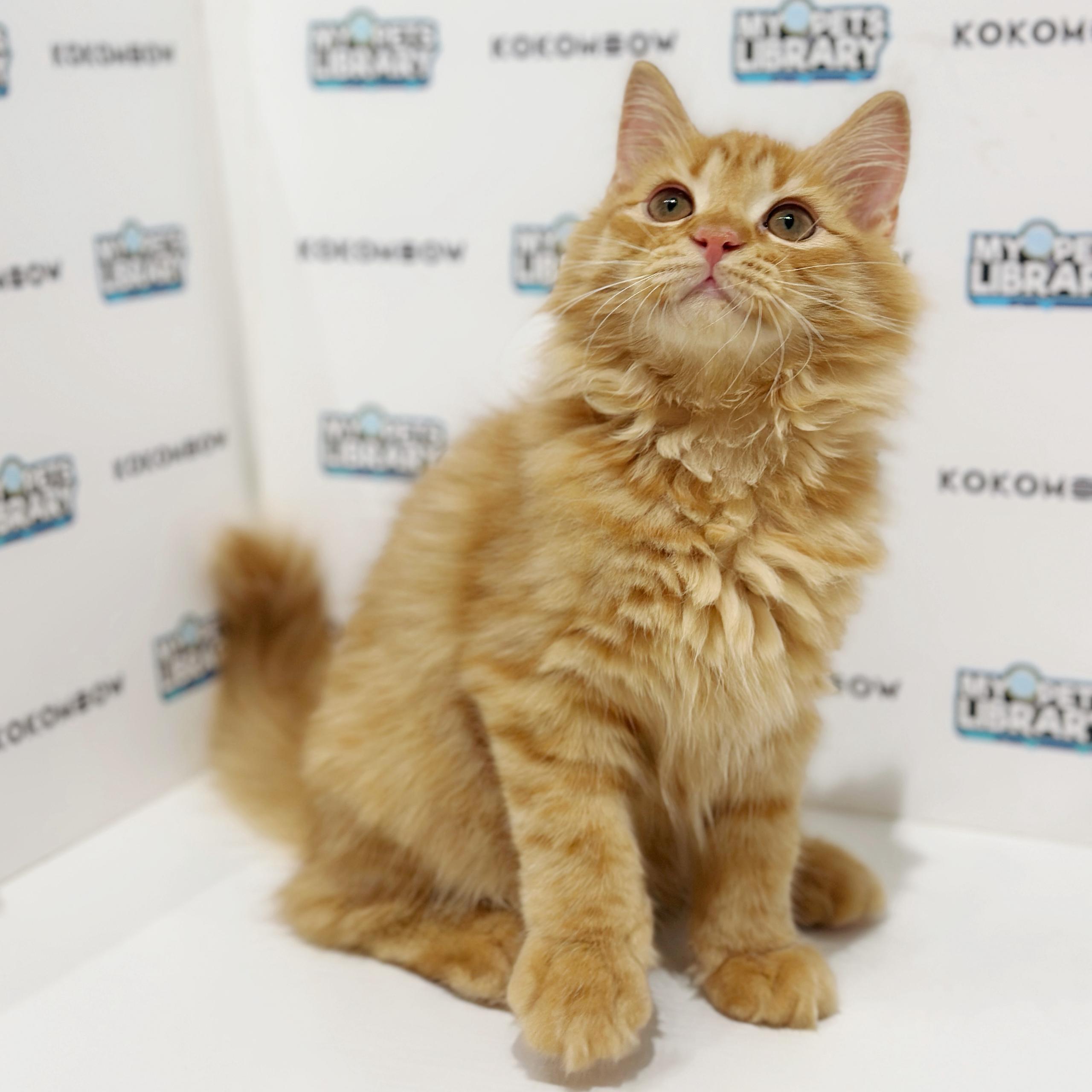 Maine Coon Persian Kitten