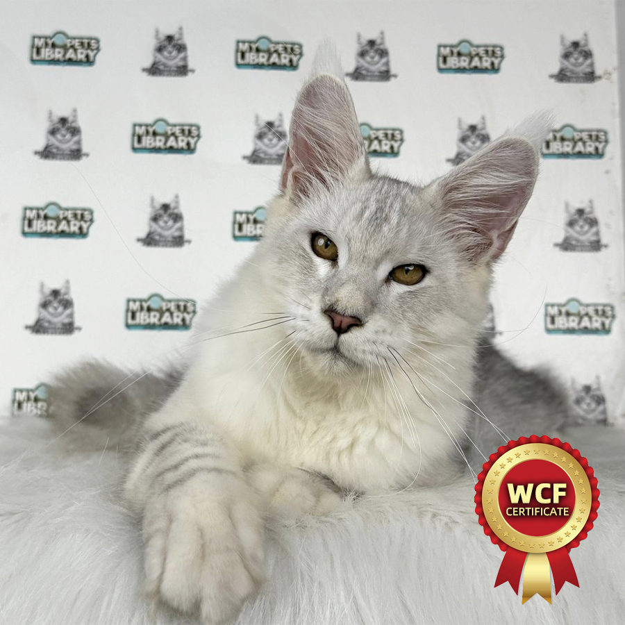 WCF Maine Coon Kitten