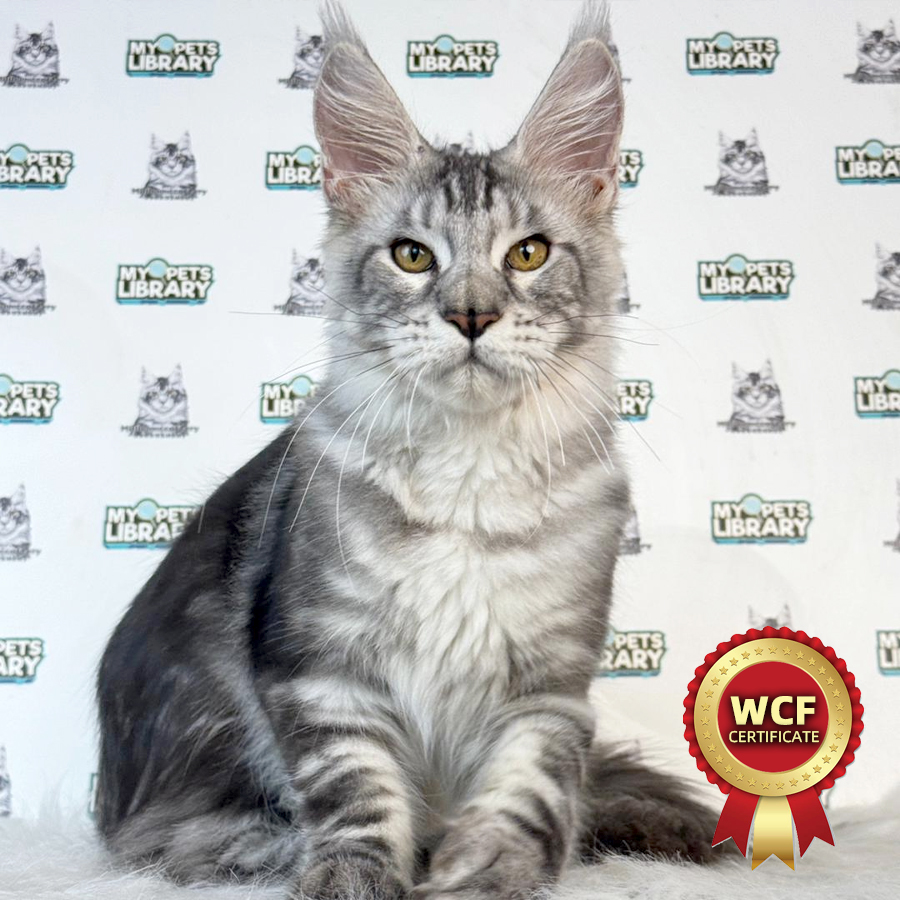 WCF Maine Coon Kitten