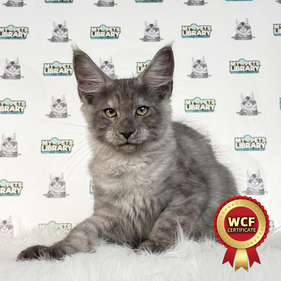 WCF Maine Coon Kitten