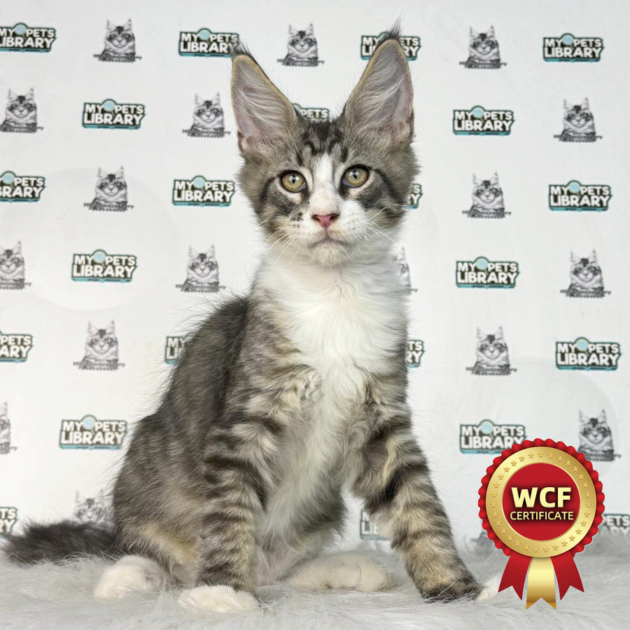 WCF Maine Coon Kitten