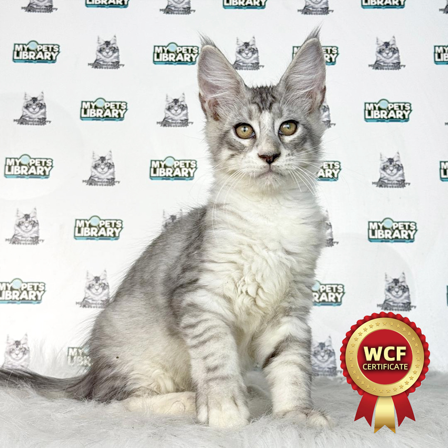 WCF Maine Coon Kitten