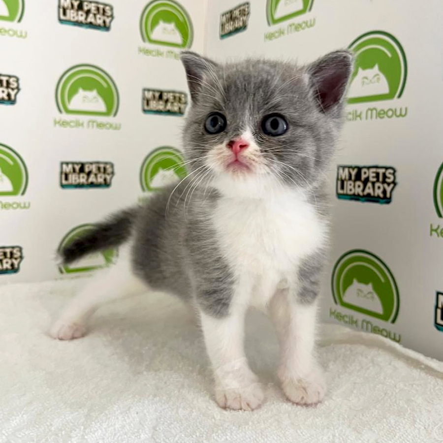 British Shorthair Kitten