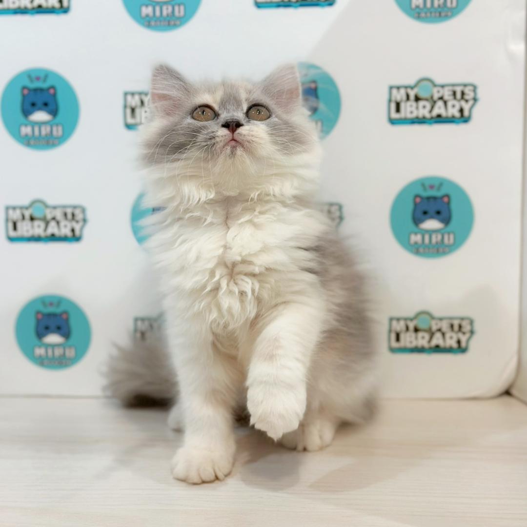 Persian Kitten