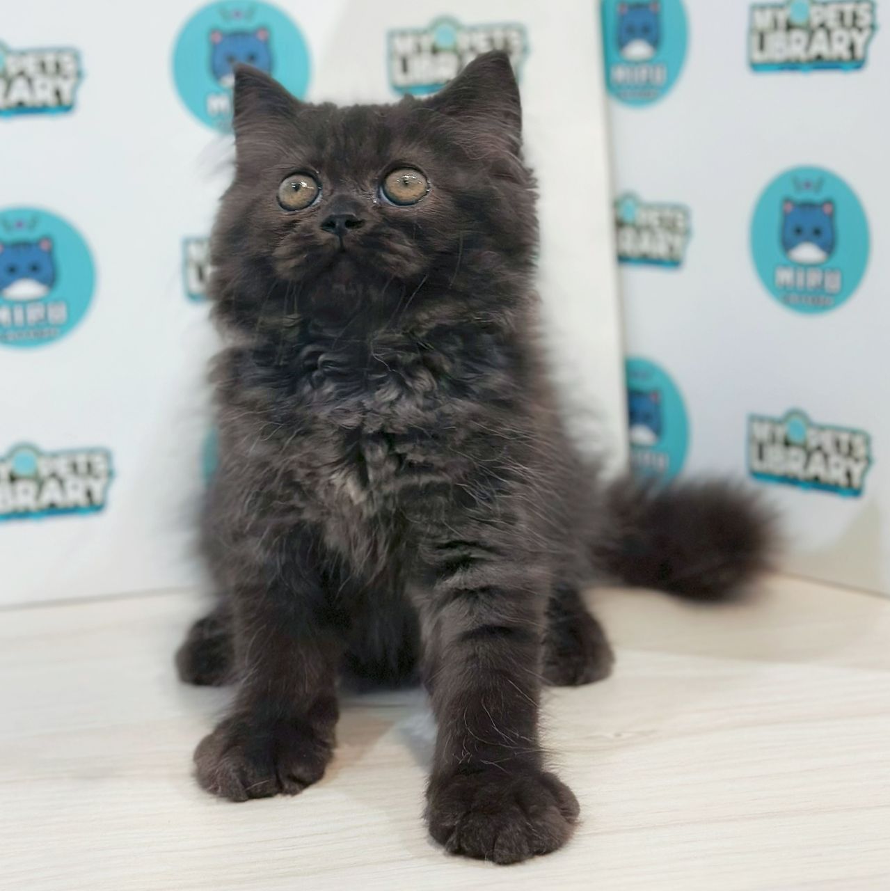 Persian Kitten